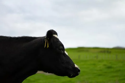 Organic Dairy Cows Stock Photos