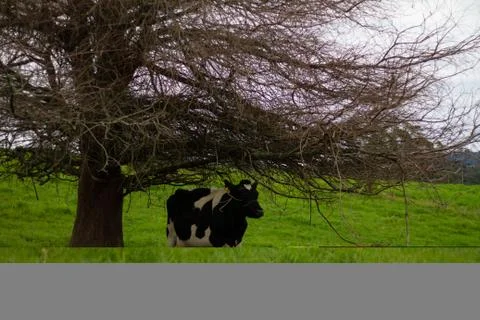 Organic Dairy Cows 스톡 사진