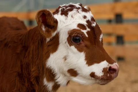 Organic Dairy Cows Stock Photos