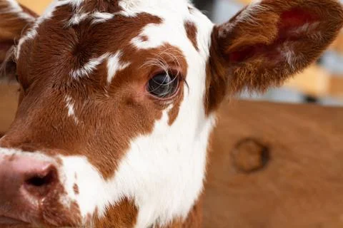 Organic Dairy Cows Stock Photos