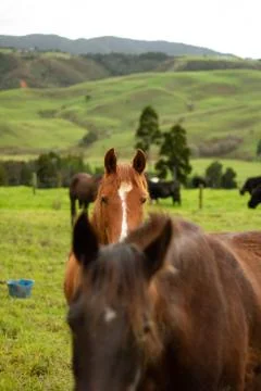 Organic Dairy Cows Stock Photos
