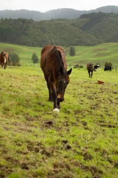 Organic Dairy Cows Stock Photos