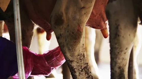 Organic dairy farm. Close up of using electric pumps to milk the cows Stock Footage 164036228