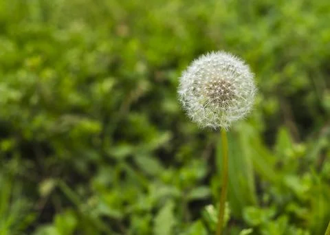 Organic dandelion close-up devil feather Stock Photos