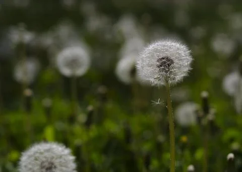 Organic dandelion close-up devil feather Stock Photos