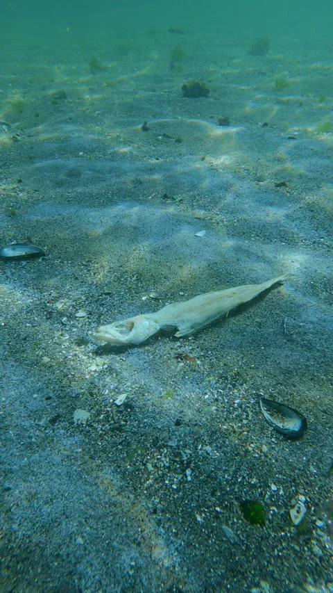 Organic decomposition of dead fish carcass on sandy sea floor in marine Stock Footage 345874413