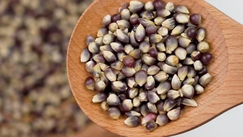 Organic dried blue corn kernels in rustic spoon Stock Footage 274553312