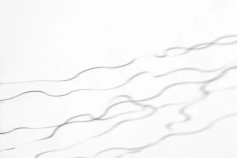 Organic drop shadow on a white wall Stock Photos