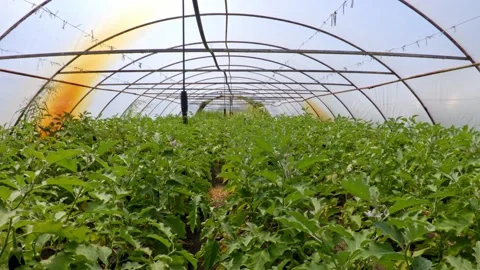 Organic eggplant Stock Footage 171580041