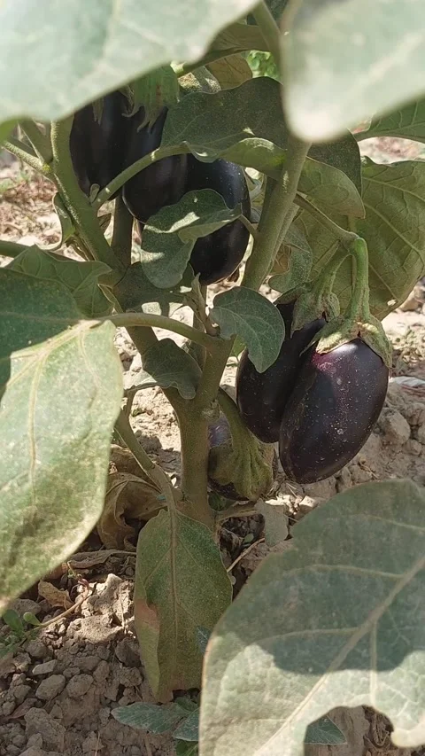 Organic eggplants Video stock 229788853