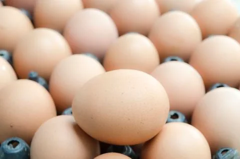 Organic eggs Foto stock