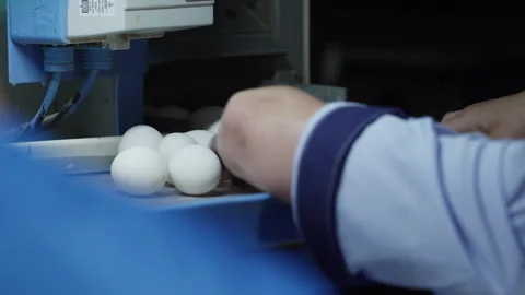 Organic Eggs Rolling From Product Processing Machine On Tray To Worker Stock Footage 245221253