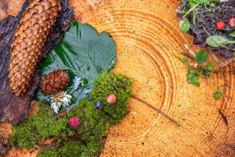 Organic elements Stock Photos