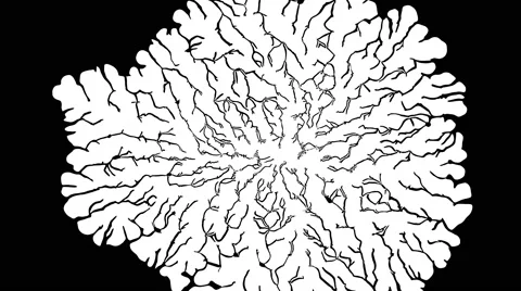 Organic expanding mask, crack pattern filling the screen Stock Footage 67170470