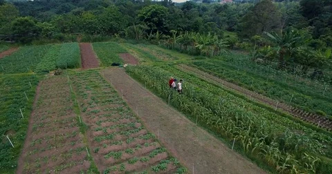 Organic Farm Stock Footage 83501823
