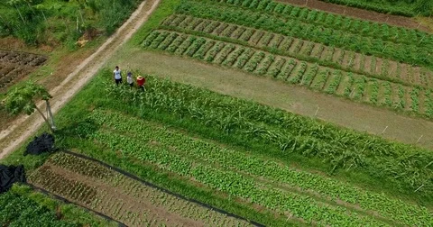 Organic Farm Stock Footage 83501880