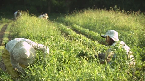 Organic Farm Harvest Stock Footage 123717216