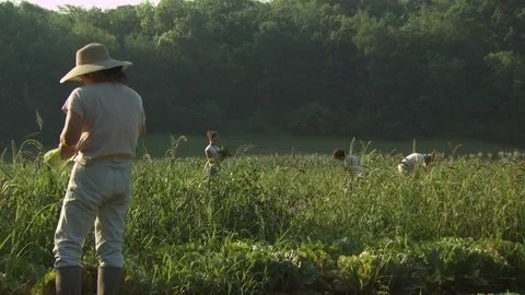 Organic Farm Harvest Stock Footage 123725301