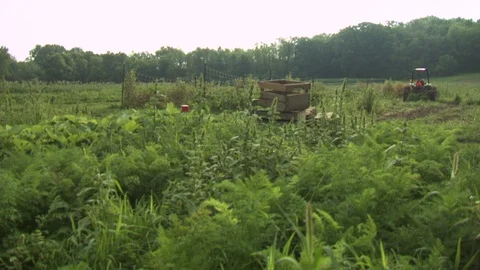 Organic Farm Harvest Stock Footage 123731717