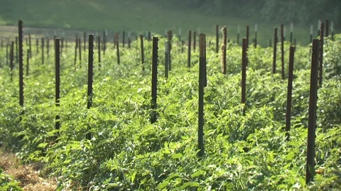 Organic Farm Harvest Stock Footage 123733517
