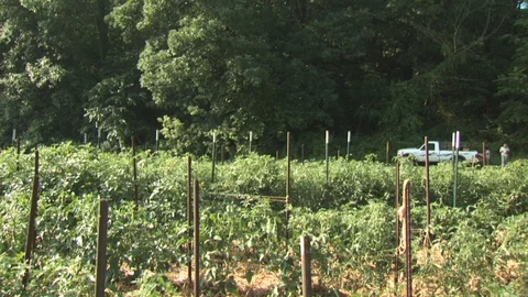 Organic Farm Harvest Stock Footage 123733641