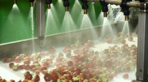 Organic Farm Product Processing. Washing Strawberries. Water Shower Pouring on Stock Footage 68613197