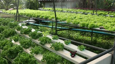 Organic farm , red and green salad plantation, Stock Footage 233763243