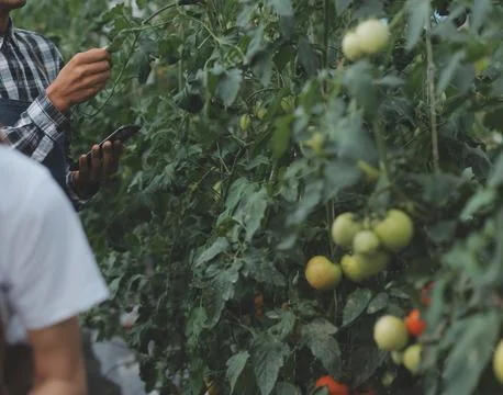 Organic farm ,Worker testing and collect environment data from bok choy org.. Stock Photos