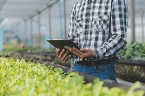 Organic farm ,Worker testing and collect environment data from bok choy org.. Stock Photos