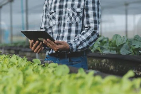 Organic farm ,Worker testing and collect environment data from bok choy org.. Stock Photos