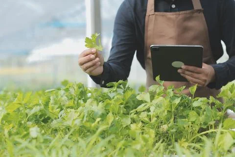 Organic farm ,Worker testing and collect environment data from bok choy org.. Stock Photos