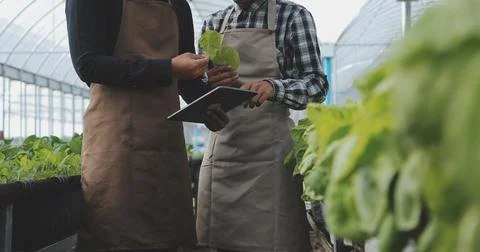 Organic farm ,Worker testing and collect environment data from bok choy org.. Stock Photos
