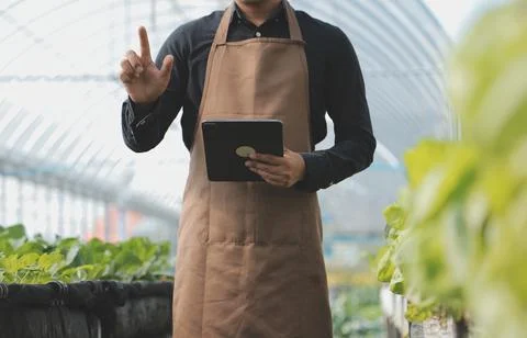Organic farm ,Worker testing and collect environment data from bok choy org.. Stock Photos