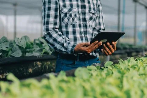 Organic farm ,Worker testing and collect environment data from bok choy org.. Stock Photos