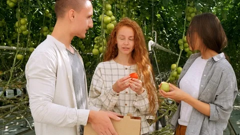 Organic farmer checking his tomatoes in a hothouse. Two laughing girls holding Stock Footage 116779293