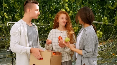 Organic farmer checking his tomatoes in a hothouse. Two laughing girls holding Stock Footage 116779311