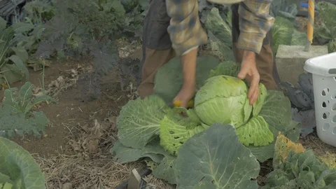 Organic farmer cutting cabbage Stock Footage 100400692