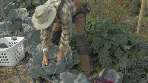 Organic farmer cutting dark cabbage Stock Footage 100401162