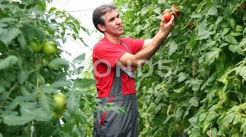 Organic Farmer Harvesting Tomatoes Stock Photos