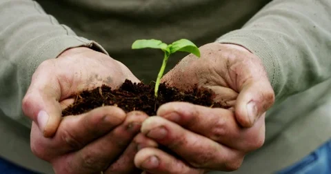 Organic farmer holds a sprout symbol of life in his hand Stock Footage