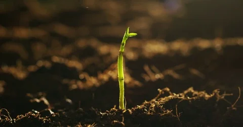 Organic farmer holds a sprout symbol of life in his hand Stock Footage