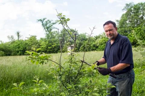 Organic Farmer Pruning A Dwarf Apple Tree Stock Photos