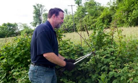 Organic Farmer Pruning His Raspberry Plants 写真素材