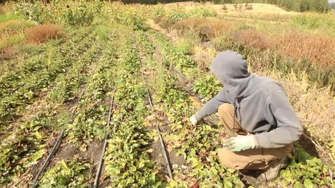 Organic farmer pulls beets from his field and places them in a container. Stock Footage 80391679