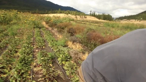 Organic farmer pulls beets from his field and places them in a container Stock Footage 80391979