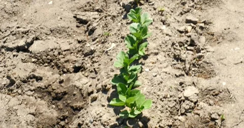 Organic Farming in the Backyard close up spin on plants Video stock 240794728