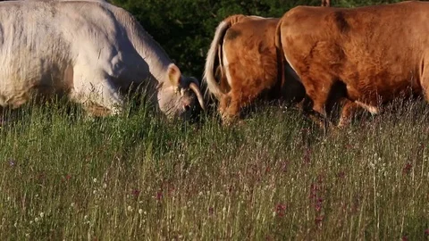 Organic farming cattle herd Stock Footage 80242090