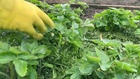 Organic farming. Stock Footage 242439688