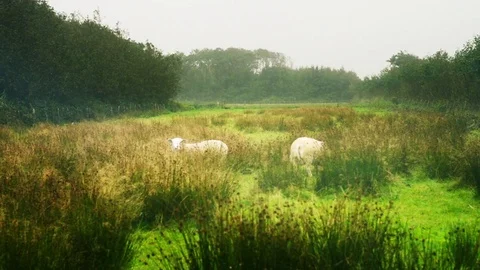 Organic farming sheep in the rain Stock Footage