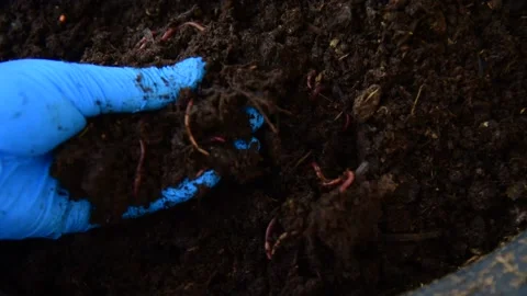 Organic fertilizers by worm. 스톡 동영상 149383387